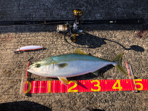 ハマチの釣果