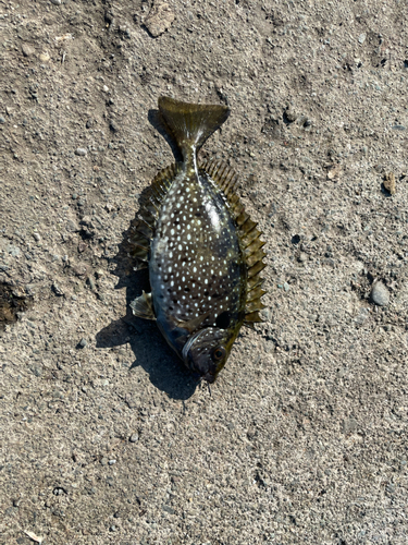 アイゴの釣果