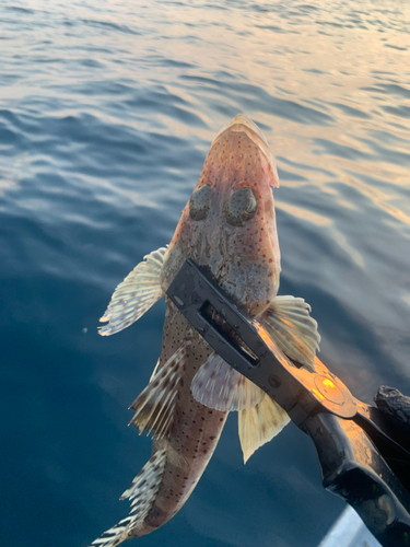 ワニゴチの釣果