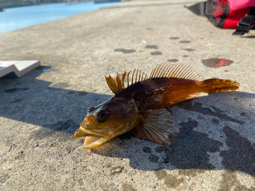 釣果