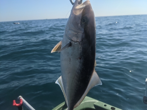 カンパチの釣果