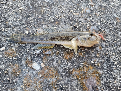 マハゼの釣果