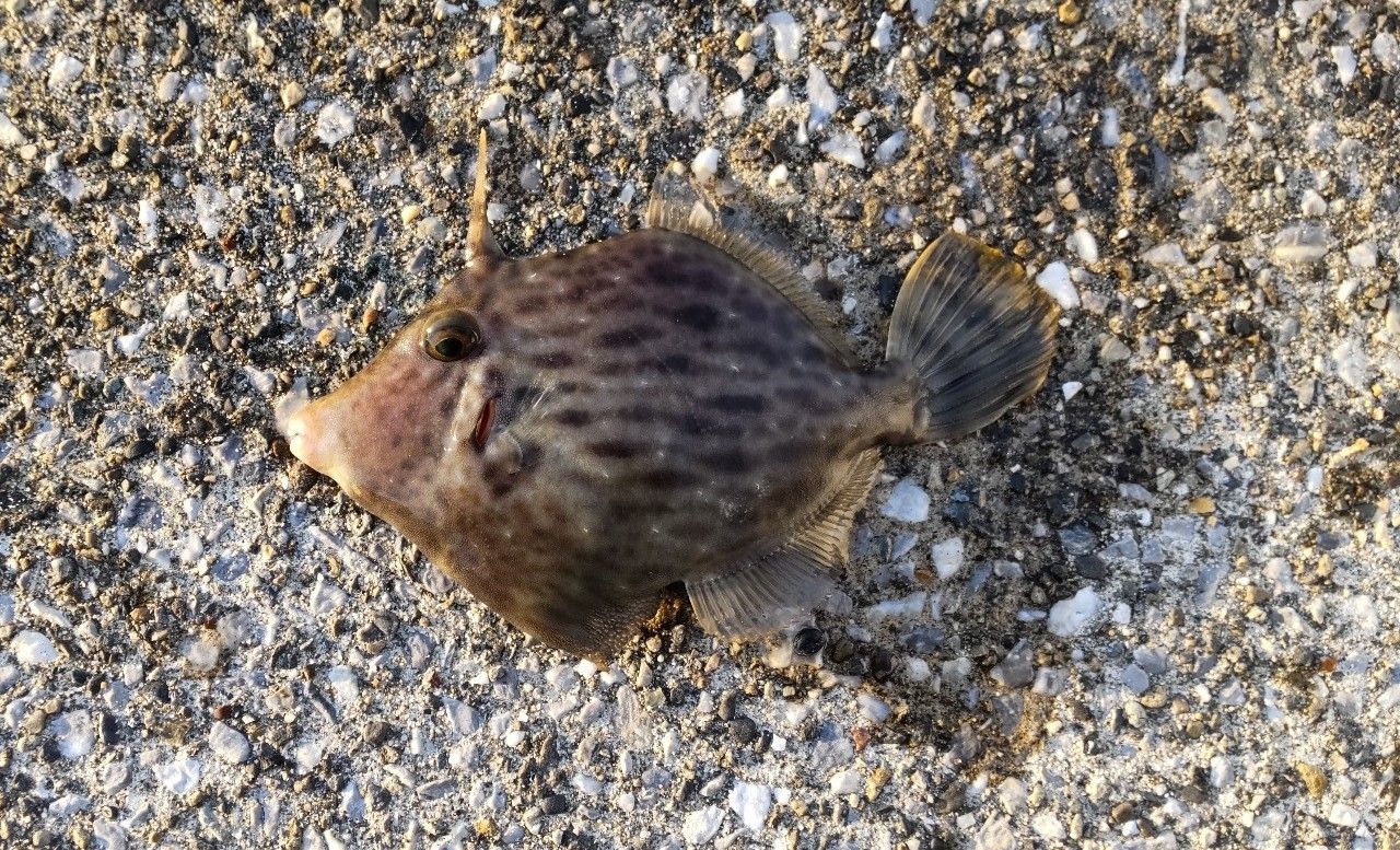 カワハギ