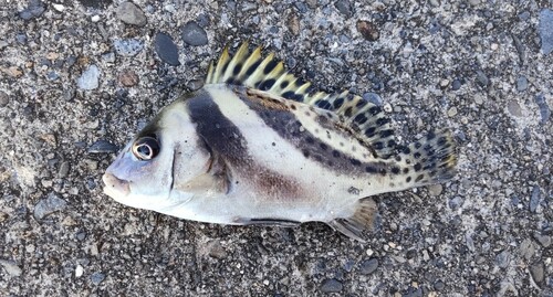 コショウダイの釣果