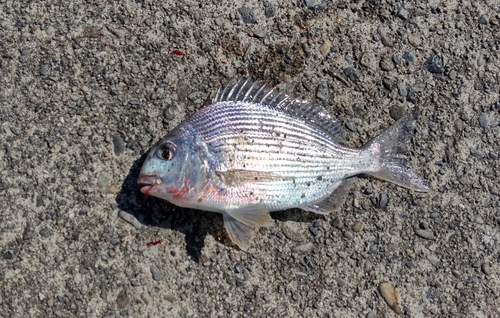 ヘダイの釣果