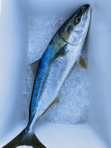 メジロの釣果