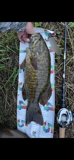 スモールマウスバスの釣果