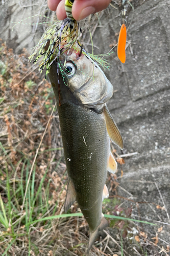 ウグイの釣果