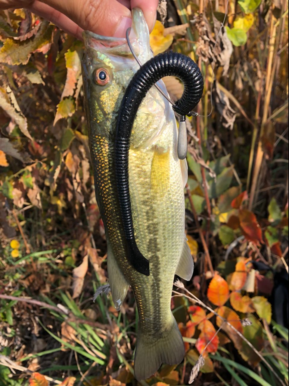 DAIWA 19ブラックレーベル SG 721H+FBの最安値・インプレ・釣果 | 本音