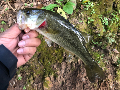 ラージマウスバスの釣果