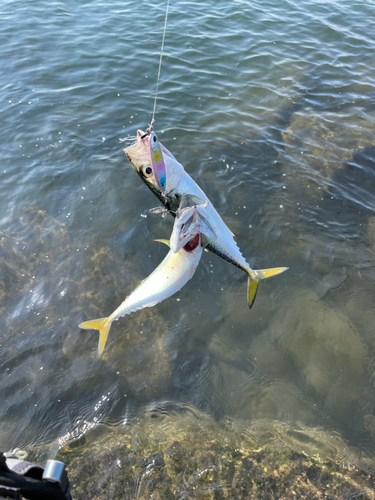 サバの釣果