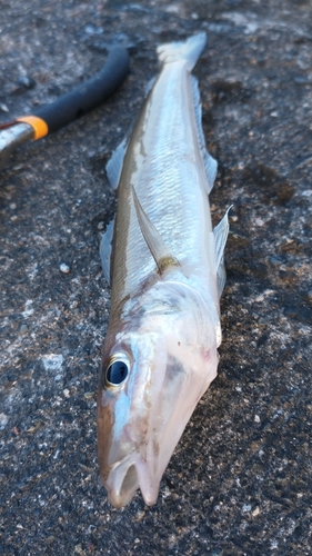 シロギスの釣果