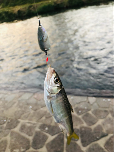 アブラハヤの釣果