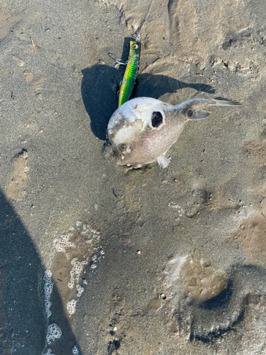 フグの釣果