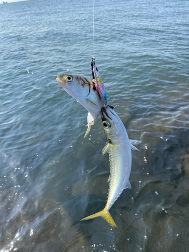 サバの釣果