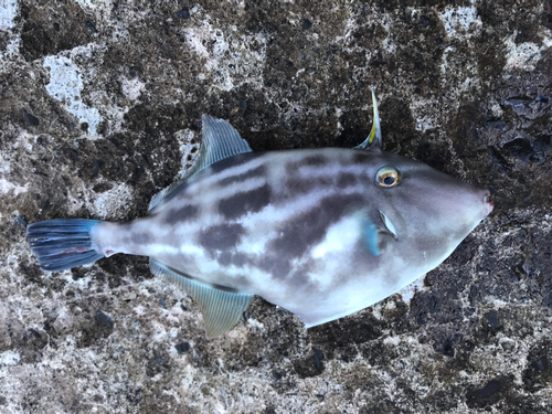 カワハギの釣果