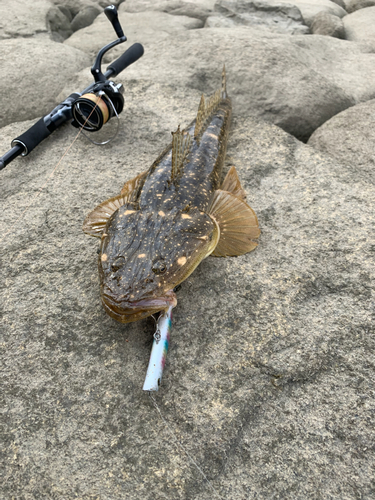 マゴチの釣果