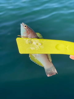 イソベラの釣果