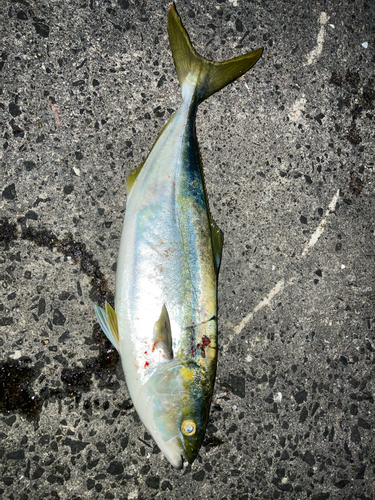 ハマチの釣果