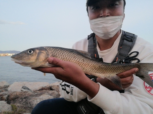 ニゴイの釣果