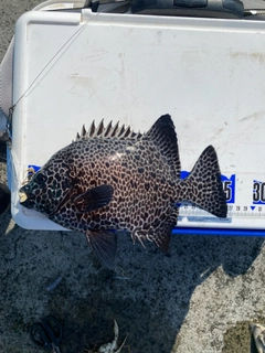 イシガキダイの釣果