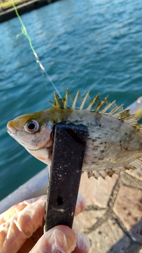 アイゴの釣果