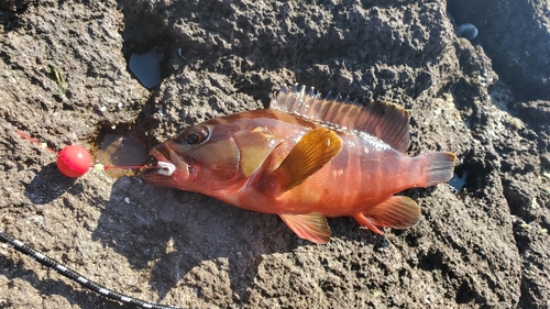 アカハタの釣果