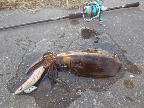 アオリイカの釣果