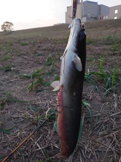 ナマズの釣果