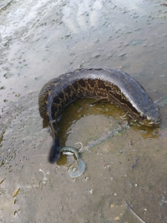 スネークヘッドの釣果