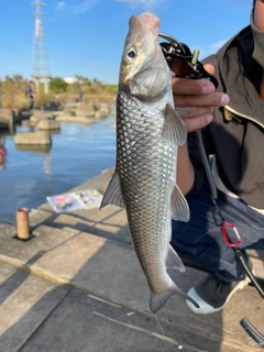 ニゴイの釣果