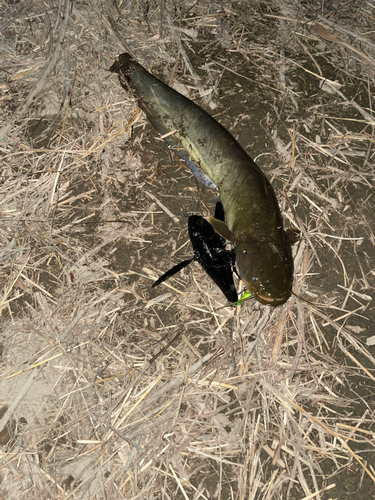 ナマズの釣果