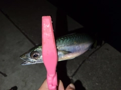 サバの釣果