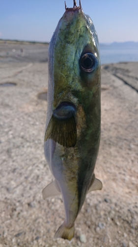 シロサバフグの釣果