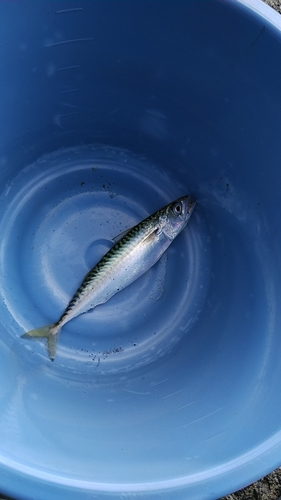 マサバの釣果