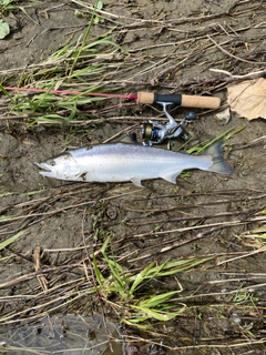 サクラマスの釣果