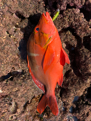 ヒメフエダイの釣果