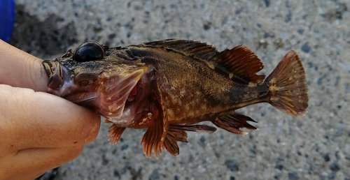 カサゴの釣果