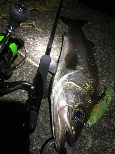 シーバスの釣果