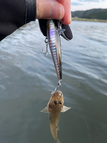 マハゼの釣果