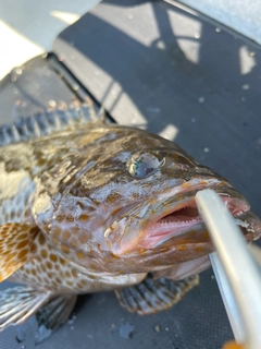 オオモンハタの釣果