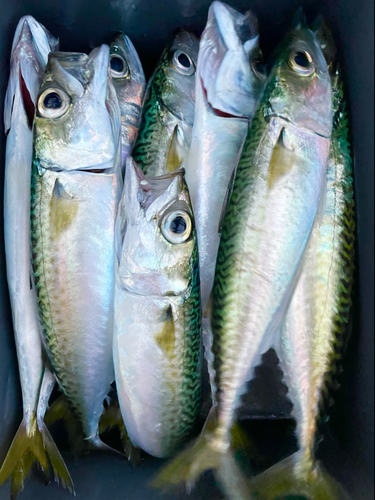 サバの釣果