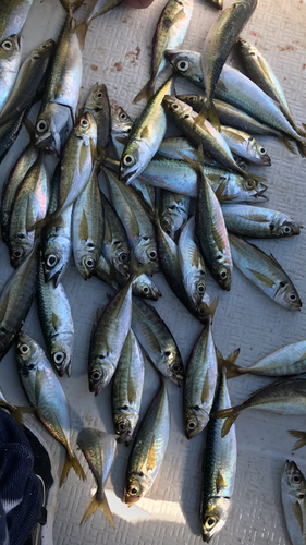 アジの釣果