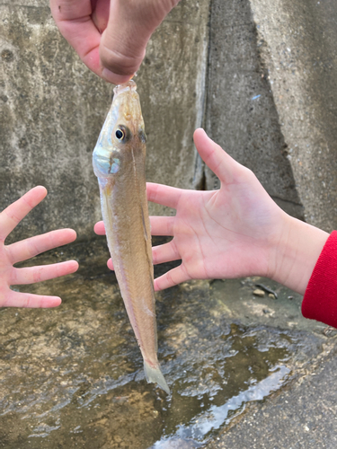 キスの釣果