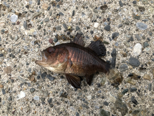 クロイシモチの釣果