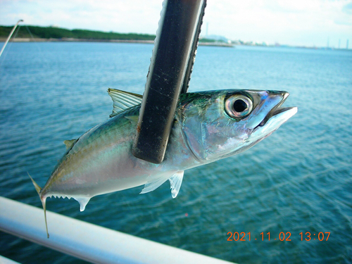 サバの釣果