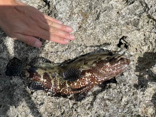 シロブチハタの釣果