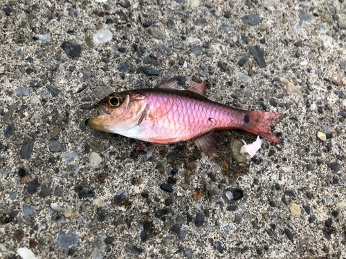 ネンブツダイの釣果