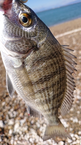 釣果