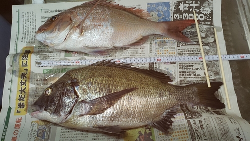 タイの釣果